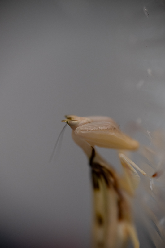 targi entomologiczne-5075.jpg