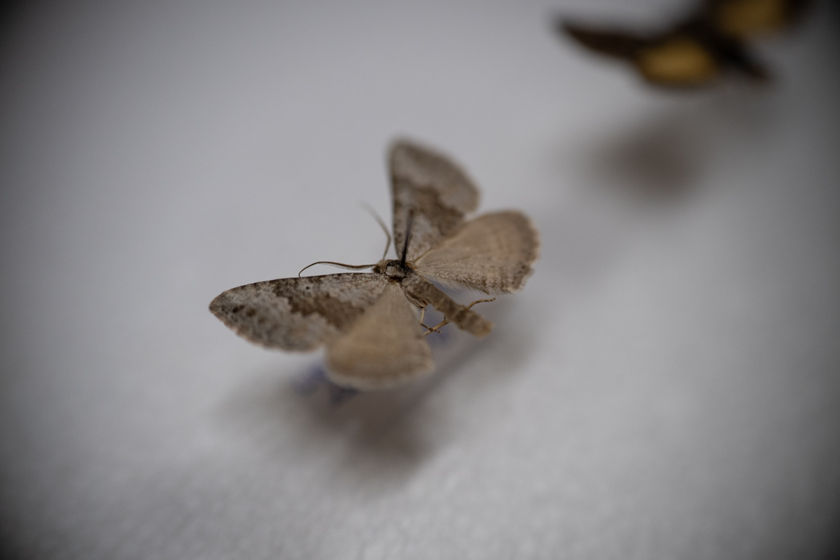 targi entomologiczne-5080.jpg