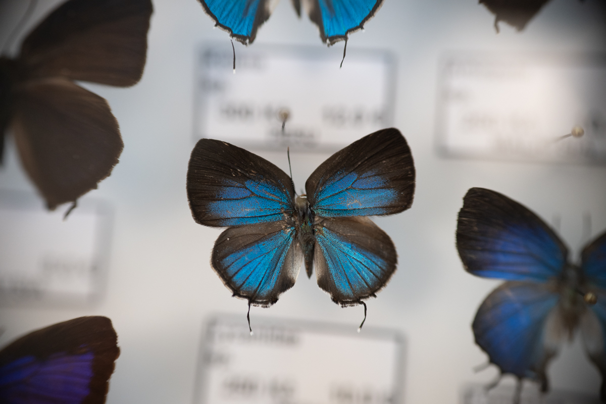 targi entomologiczne-5084.jpg