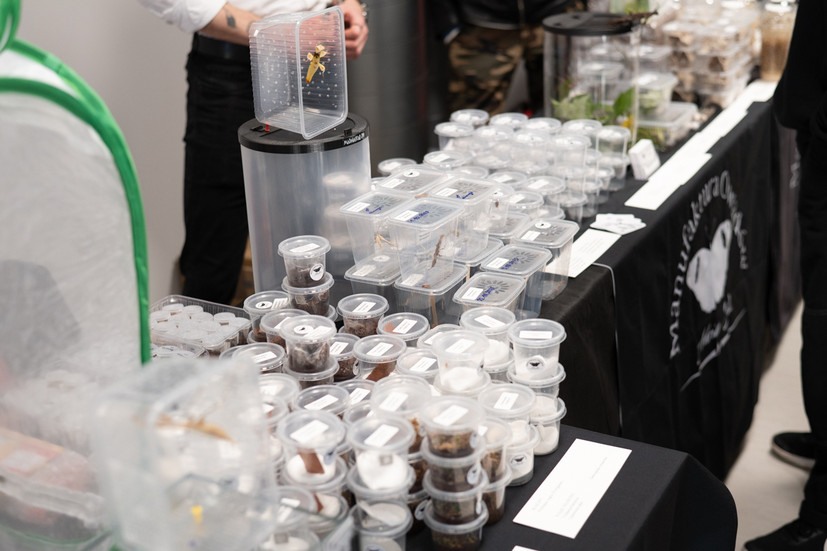 targi entomologiczne-5087.jpg