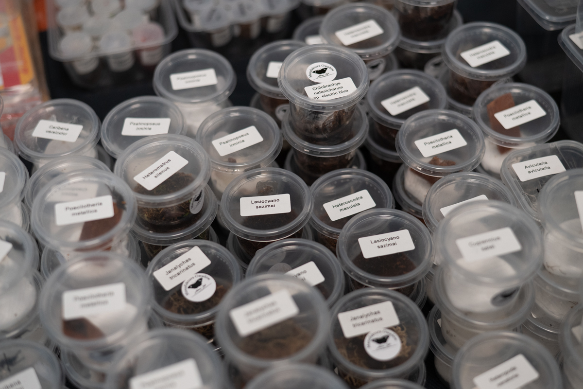 targi entomologiczne-5088.jpg