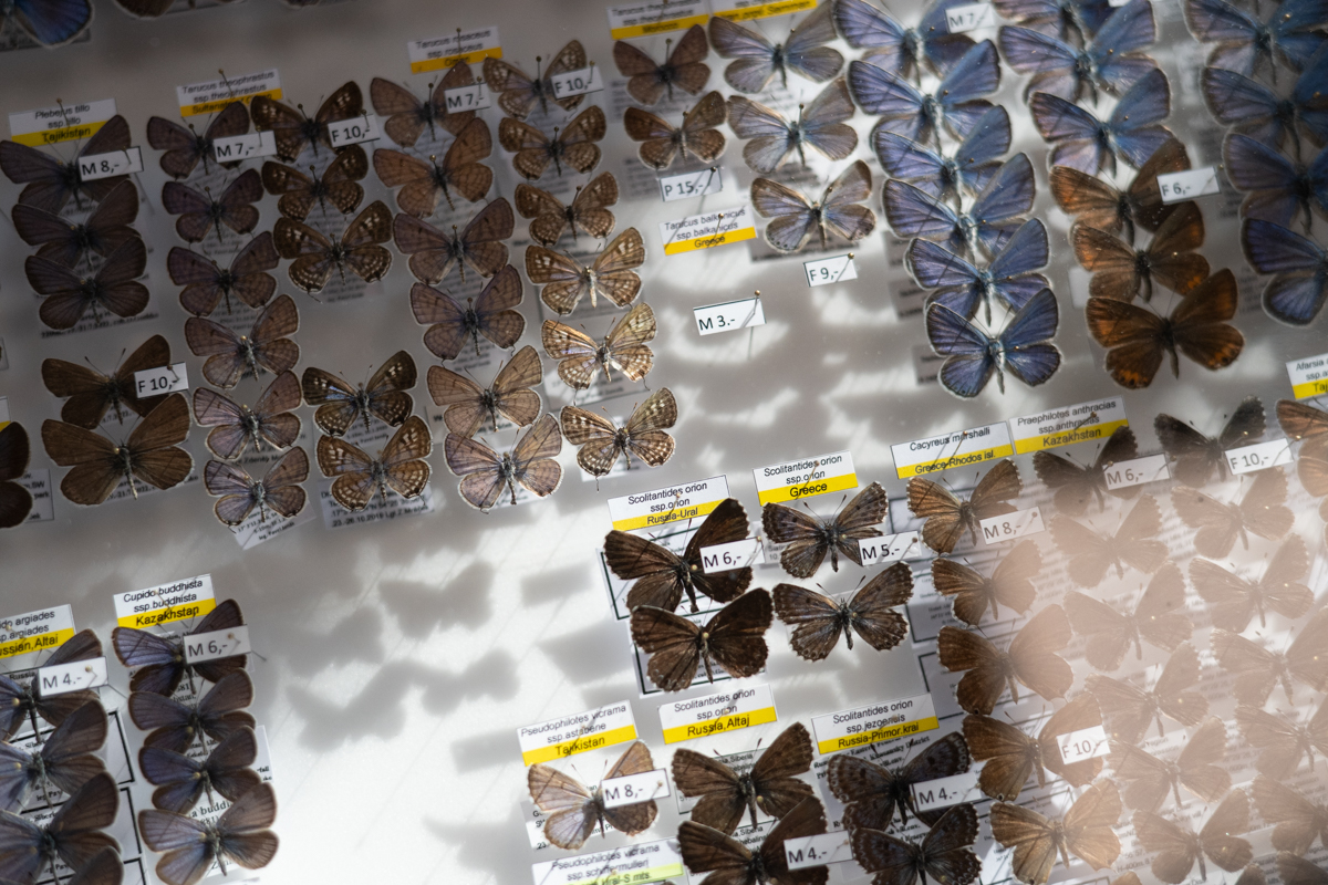 targi entomologiczne-5090.jpg