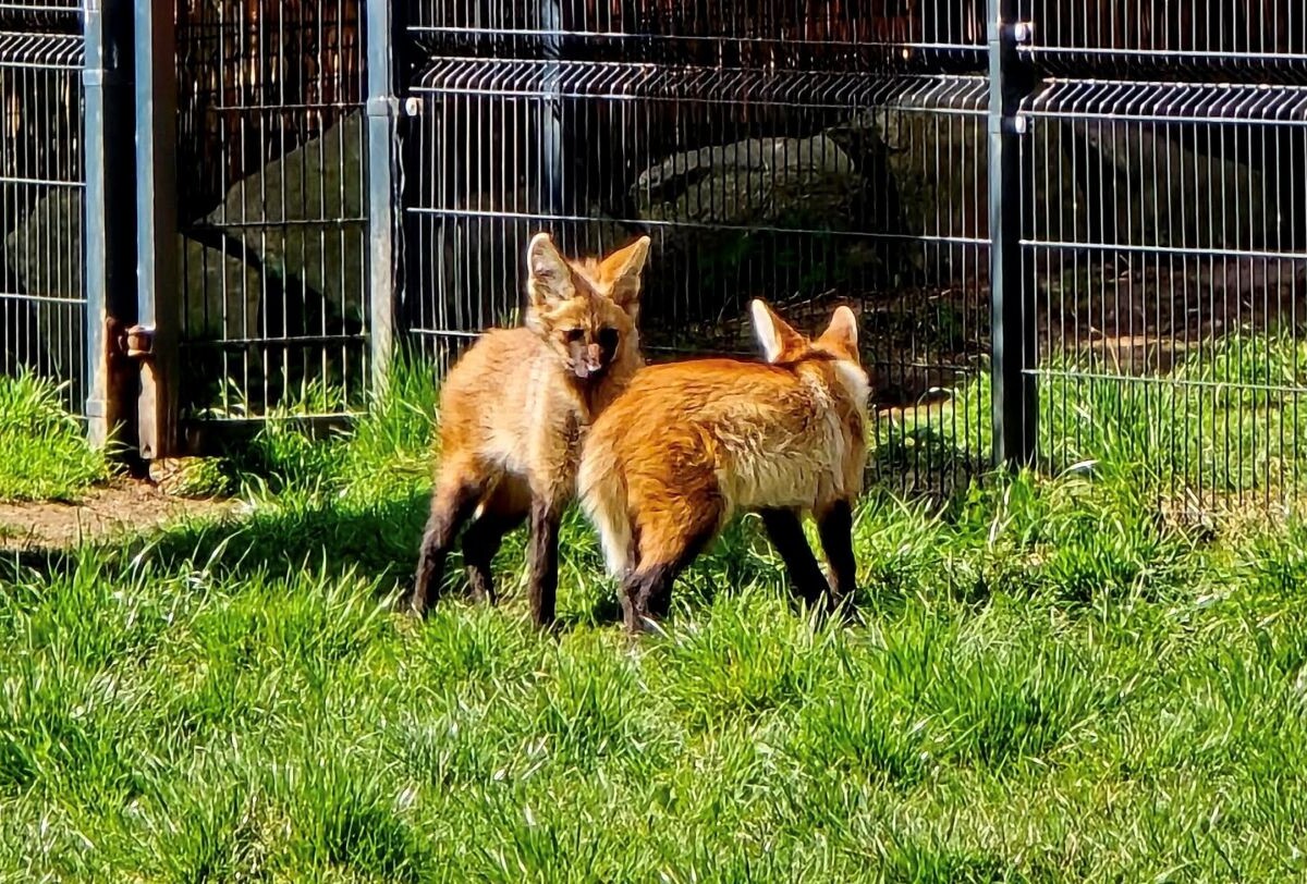 Nowy dom dla Goyany i Guri. Pampasowce ze Śląskiego Zoo wyruszyły do Czech