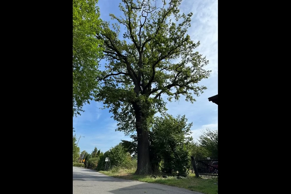 Konkurs na nazwę dębu w Orzeszu zakończony – dąb otrzymał imię "Fryderyk"