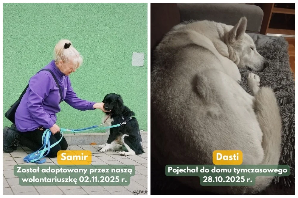 Adopcje w TOZ „Fauna” – trwają pilne poszukiwania nowego domu tymczasowego dla Dastiego