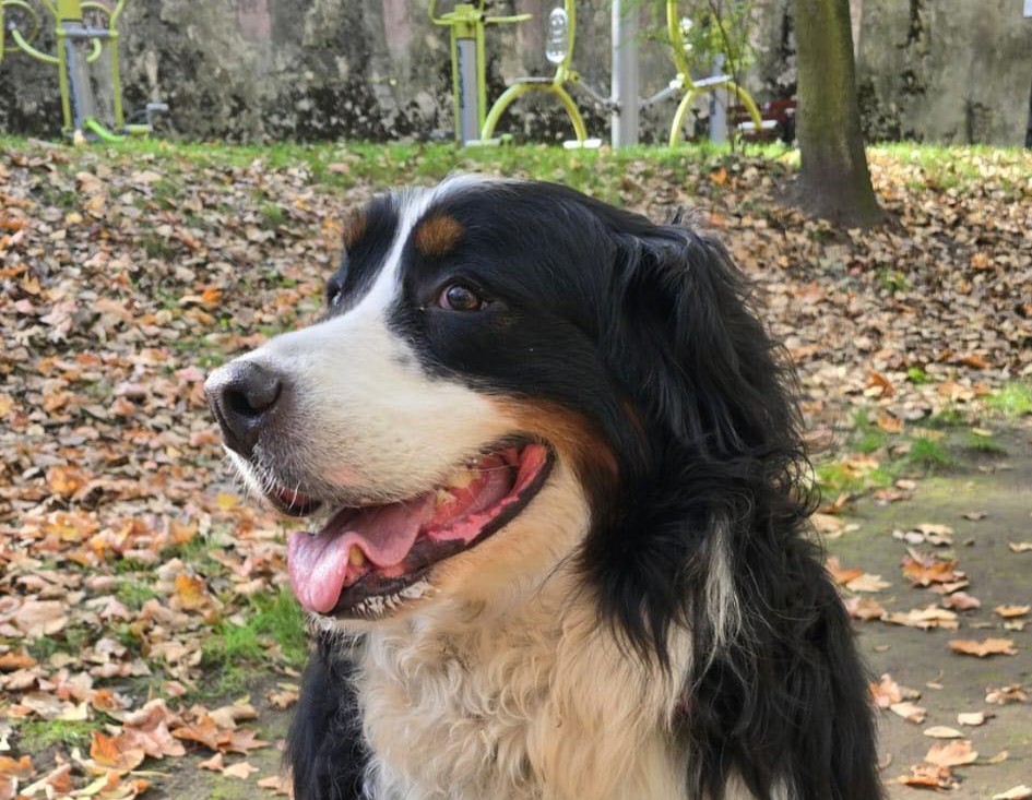 Tragiczny finał spaceru w Parku Kozioła. Właściciele suczki Daisy ostrzegają