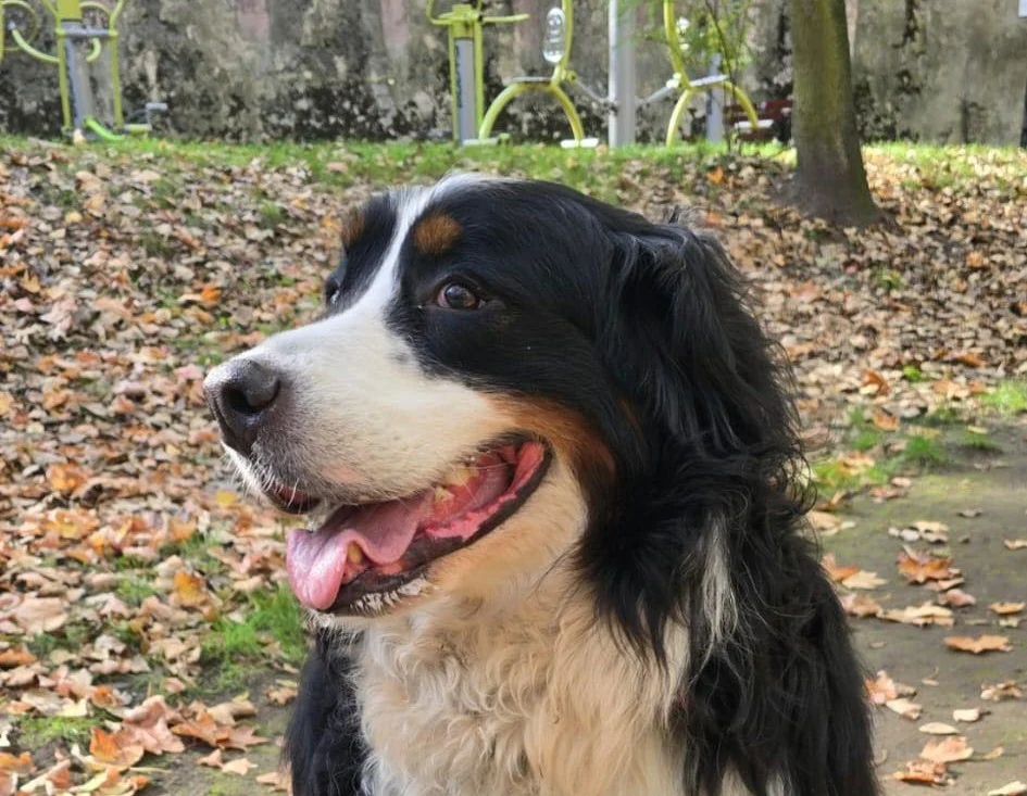 Tragiczny finał spaceru w Parku Kozioła. Właściciele suczki Daisy ostrzegają