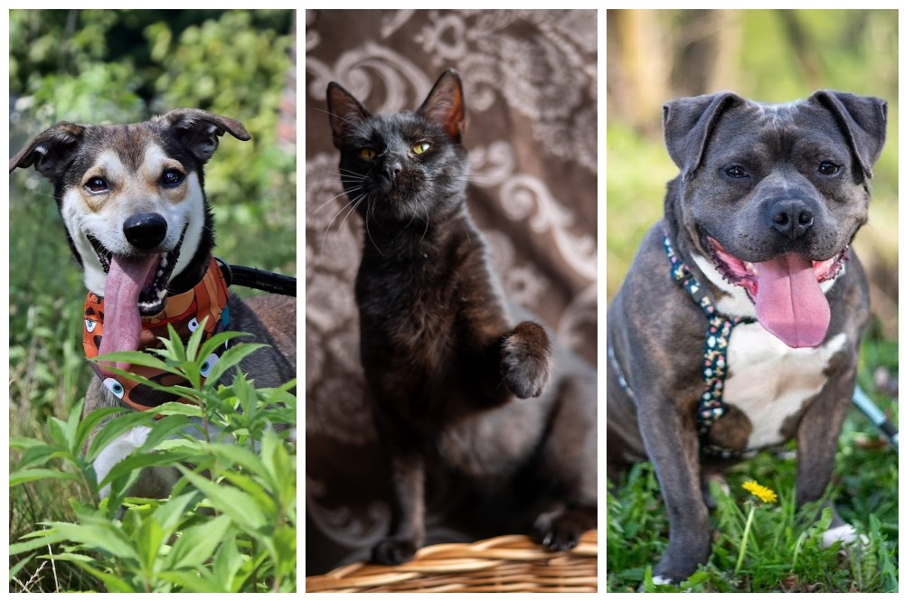 Fauniaki polecają się do adopcji!