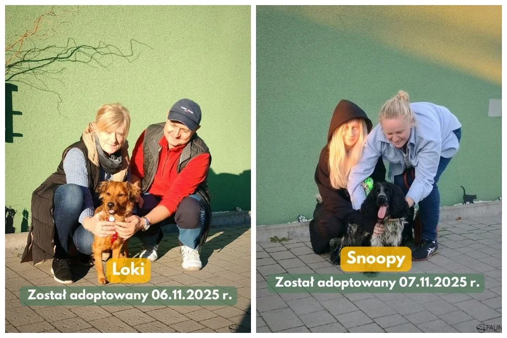 Adopcyjne podsumowanie – poznaj czworonogi, które znalazły dom