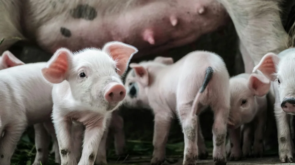 Czy Twoja chlewnia zarabia, czy tylko generuje koszty?