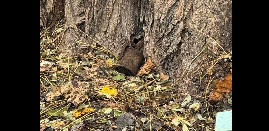 Odnaleziony niewybuch - granat z okresu II Wojny Światowej w okolicy szkoły podstawowej