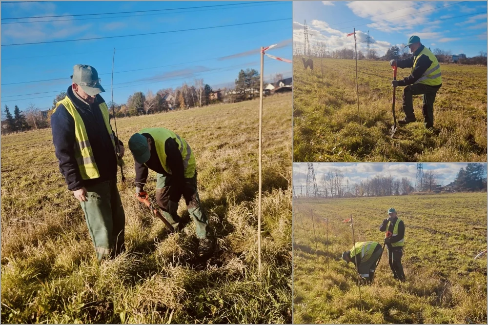 Mikołów rośnie w siłę – 365 nowych drzew w ramach ekologicznej inicjatywy