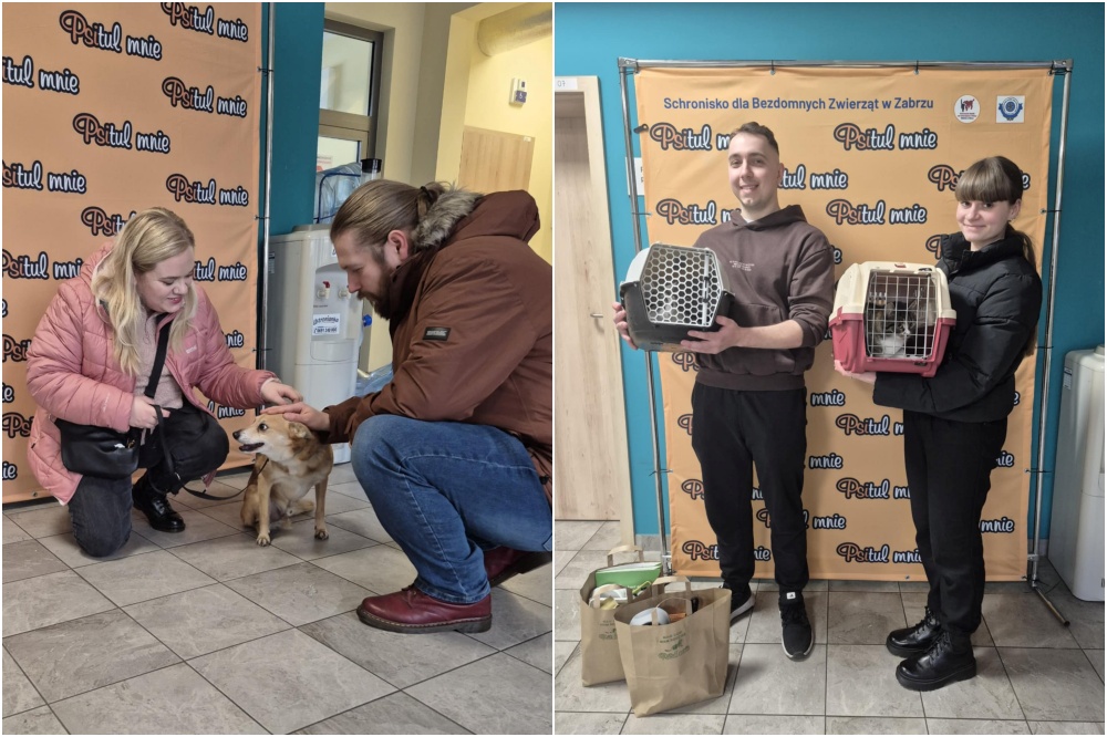 Adopcje w Zabrzu. Kolejne czworonogi znalazły swoje szczęśliwe domy!