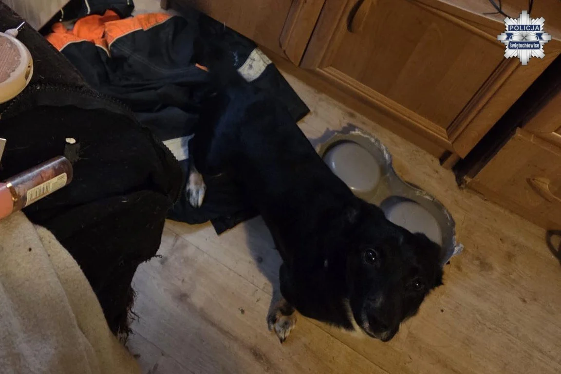 Przywiązał psa do kaloryfera i opuścił wynajmowany lokal. 22-latek odpowie za znęcanie się