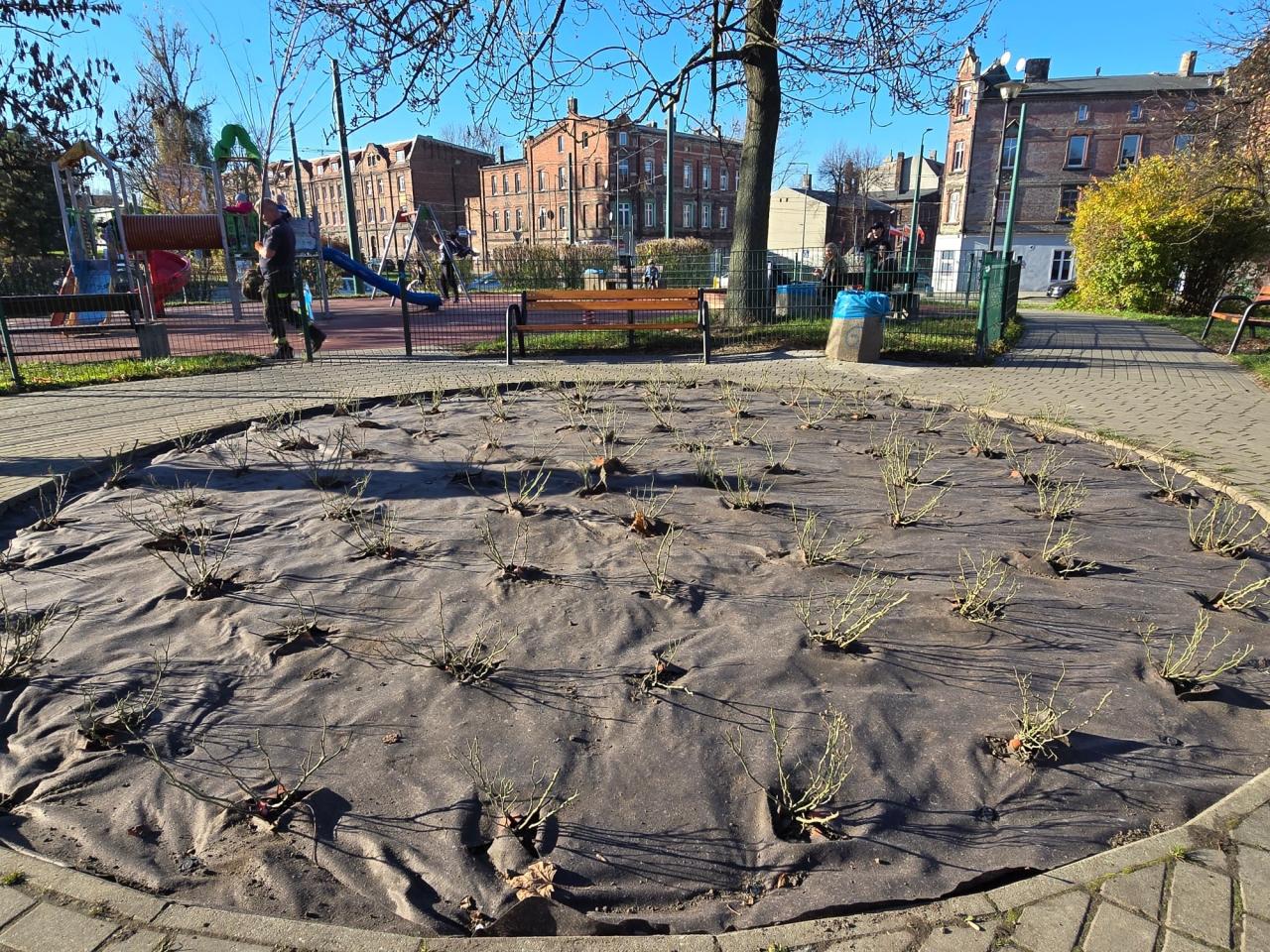 Nowa roślinność 2