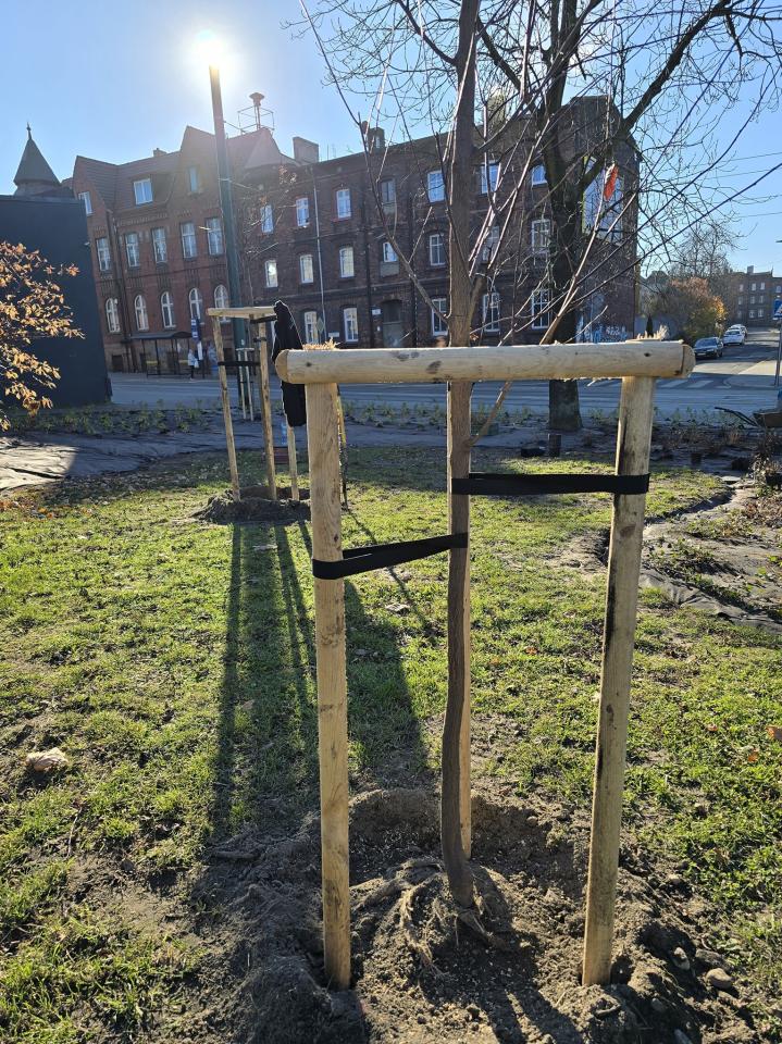 Nowa roślinność 5