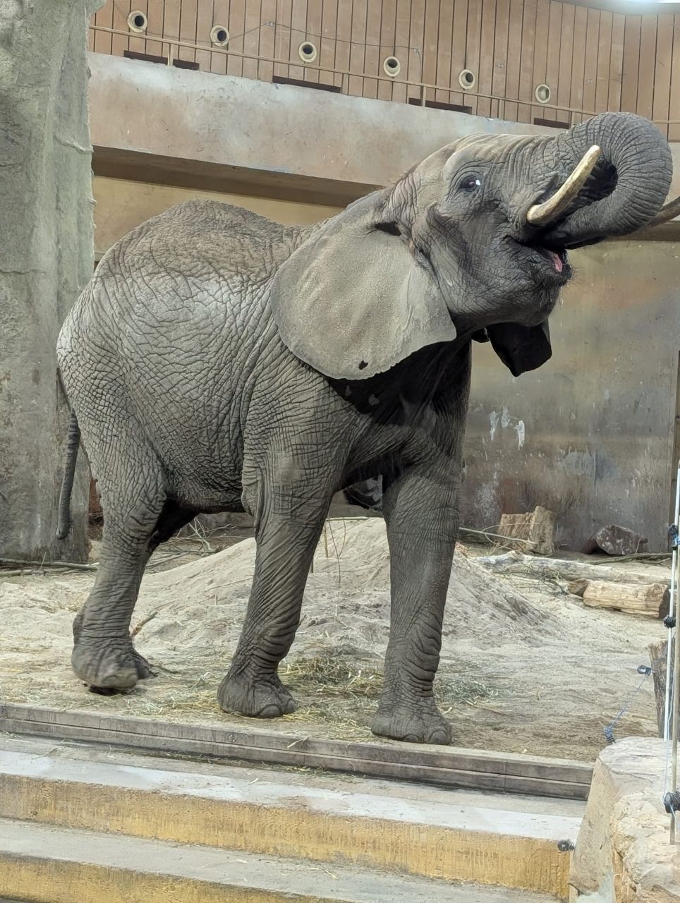 Opiekunowie słoni z Chorzowa na pierwszym ogólnopolskim zjeździe w Warszawie