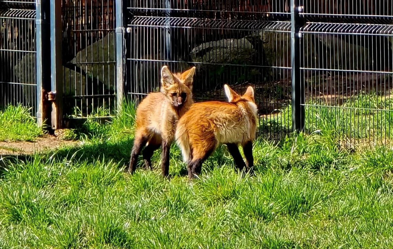 Nowy dom dla Goyany i Guri. Pampasowce ze Śląskiego Zoo wyruszyły do Czech