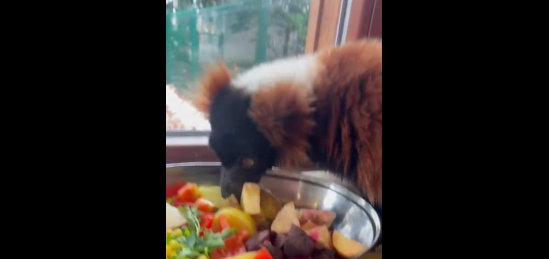 Nowa mieszkanka Śląskiego ZOO! Kintana – lemur wari czerwony już w Chorzowie