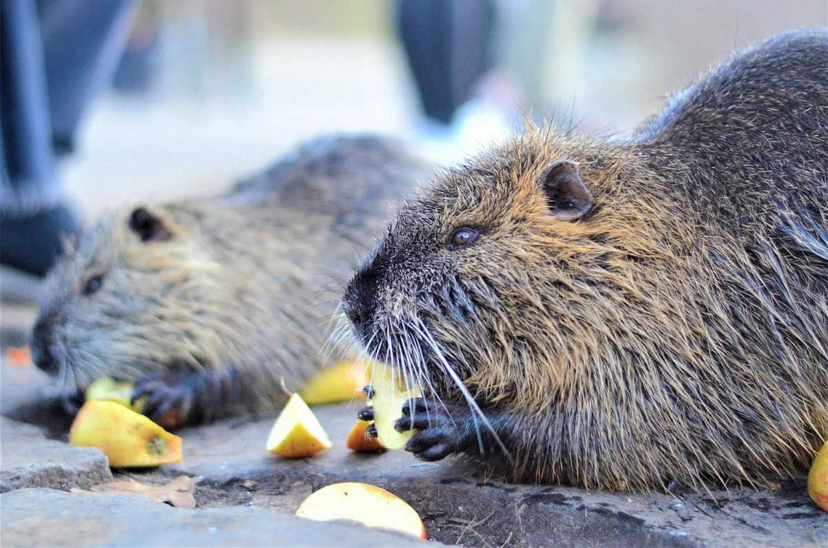 Problem inwazyjnych gatunków obcych. Zagrożenie dla przyrody i gospodarki