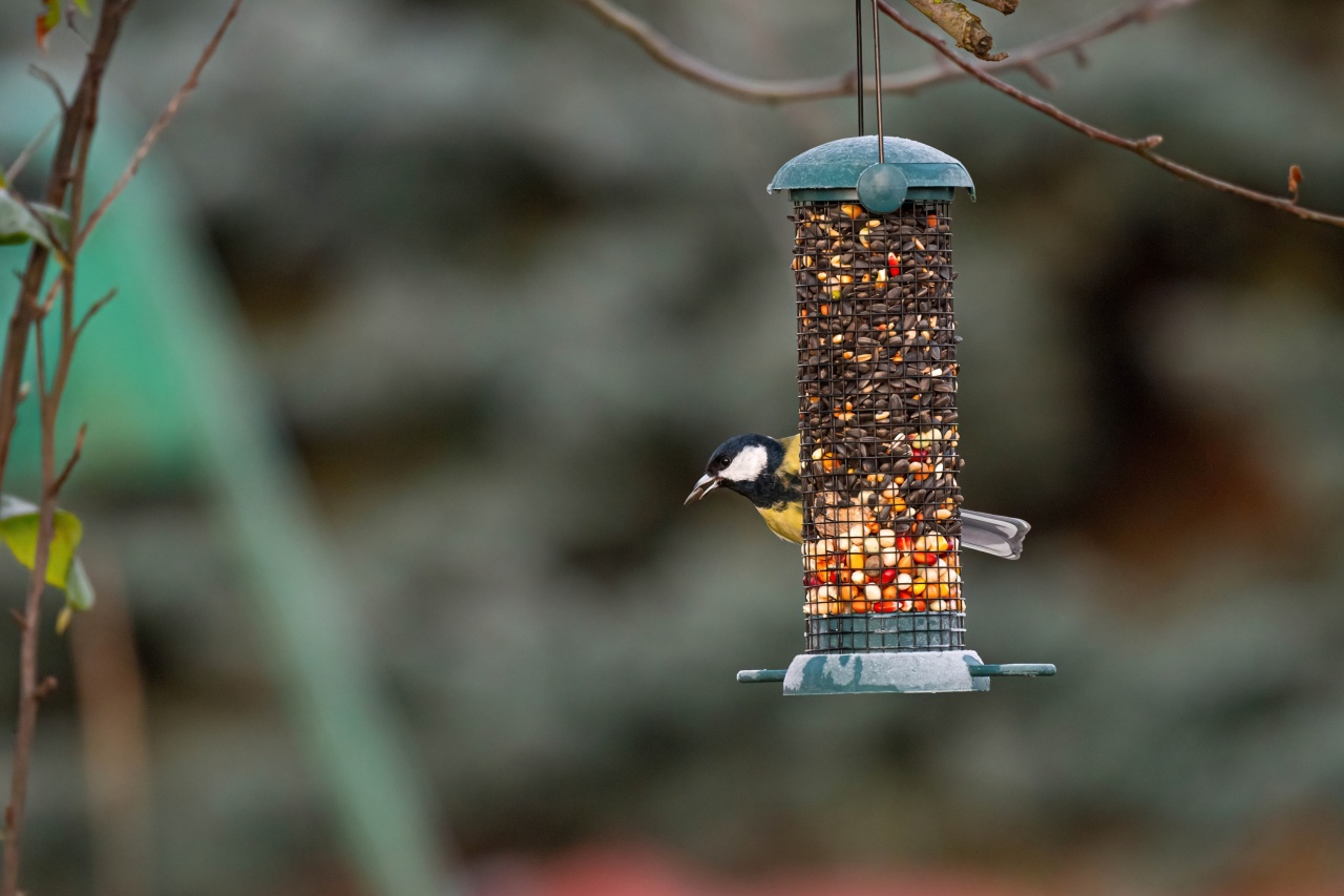 Pomóż ptakom przetrwać zimę. O czym pamiętać przy dokarmianiu?