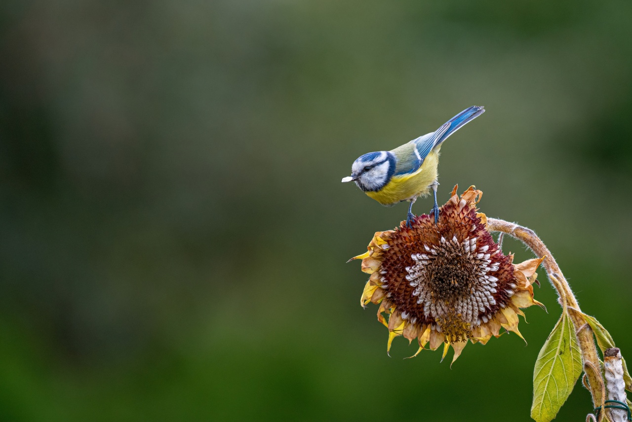 Pomóż ptakom przetrwać zimę. O czym pamiętać przy dokarmianiu?