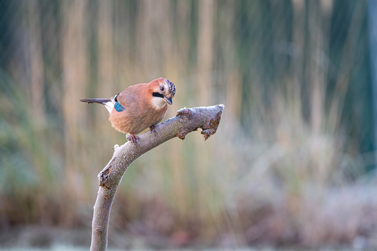 Pomóż ptakom przetrwać zimę. O czym pamiętać przy dokarmianiu?