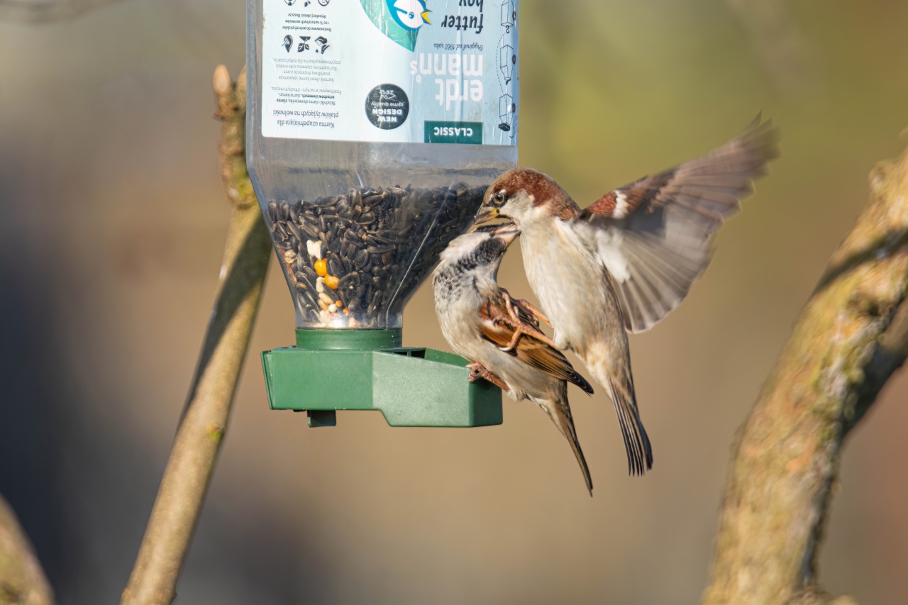 Pomóż ptakom przetrwać zimę. O czym pamiętać przy dokarmianiu?