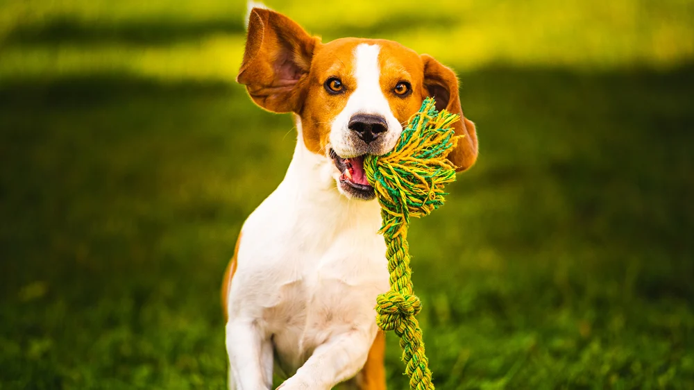 Zabawki dla psa - jak wybrać najlepsze?