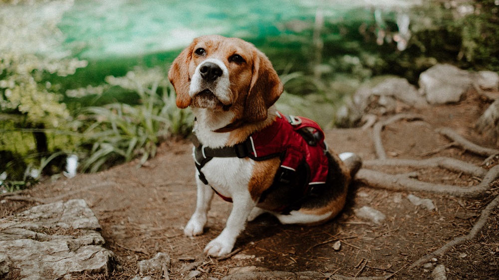 Sezon letni a opieka nad pupilem - wyzwania i rozwiązania