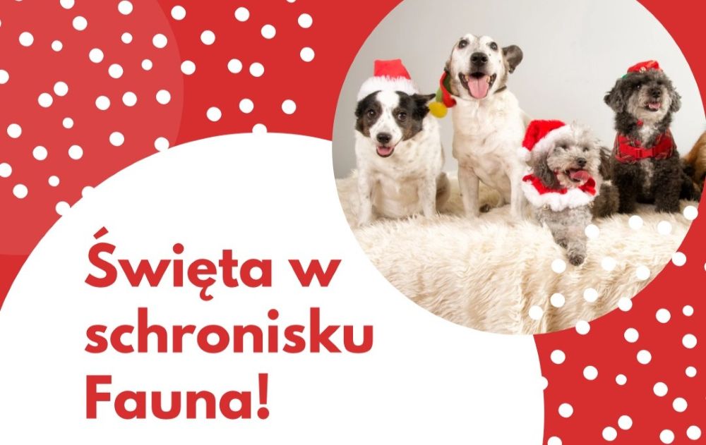 Kiermasz i świąteczny poczęstunek w TOZ „Fauna”!