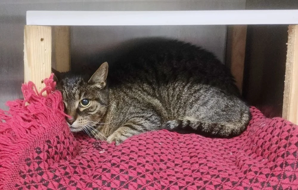 Kotka porzucona pod bramą schroniska. Trwają poszukiwania jej właściciela