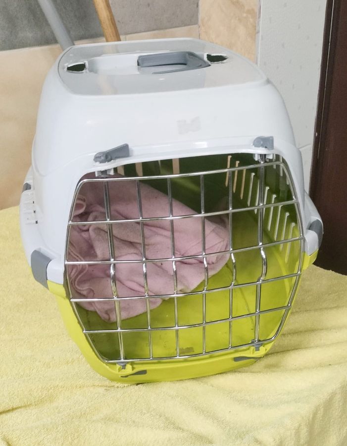 Kotka porzucona pod bramą schroniska. Trwają poszukiwania jej właściciela