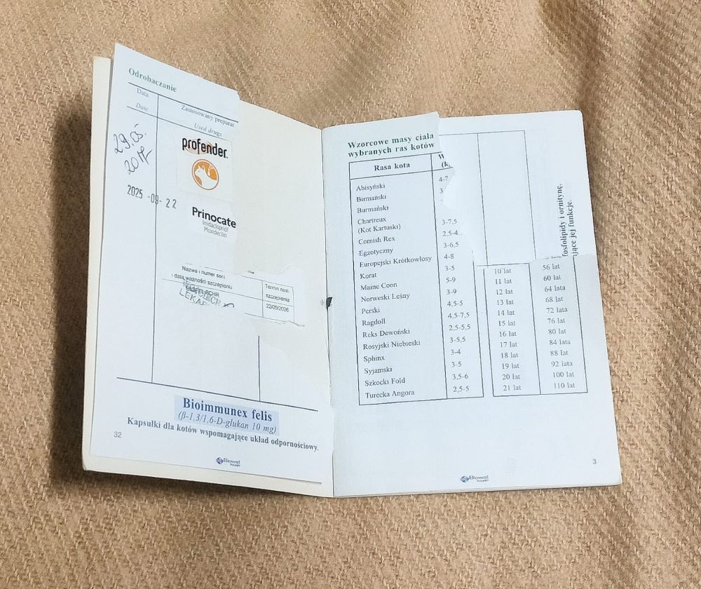 Kotka porzucona pod bramą schroniska. Trwają poszukiwania jej właściciela