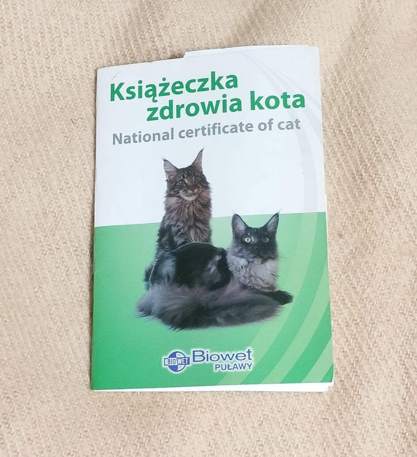 Kotka porzucona pod bramą schroniska. Trwają poszukiwania jej właściciela