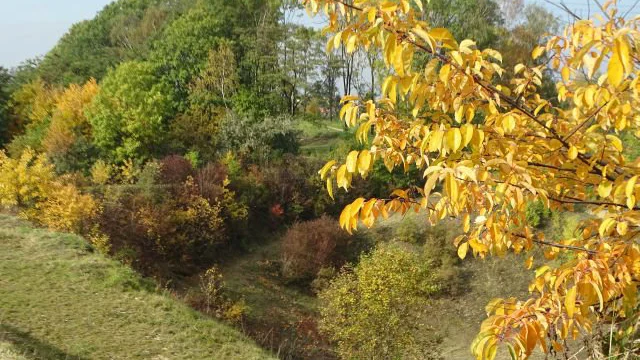 Śląski Ogród Botaniczny w Radzionkowie to prawdziwy raj dla miłośników natury! 