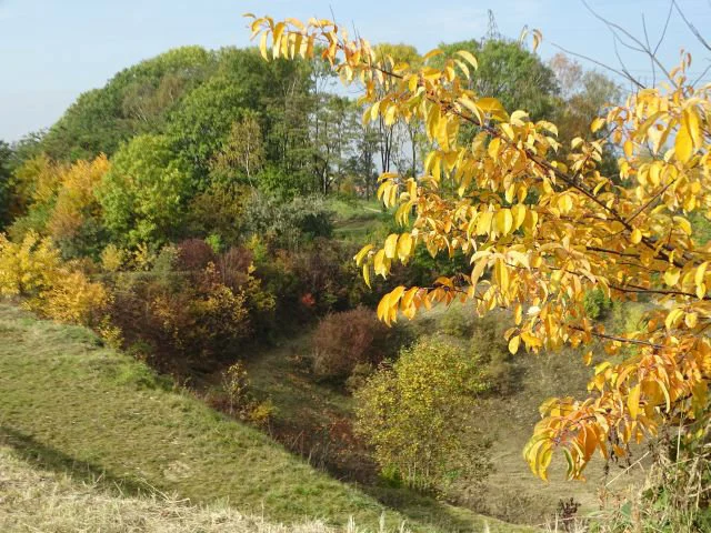 Śląski Ogród Botaniczny w Radzionkowie to prawdziwy raj dla miłośników natury! 
