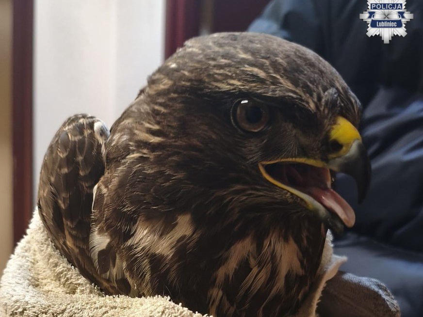 Myszołów uratowany w Ciasnej trafił do Leśnego Pogotowia w Mikołowie