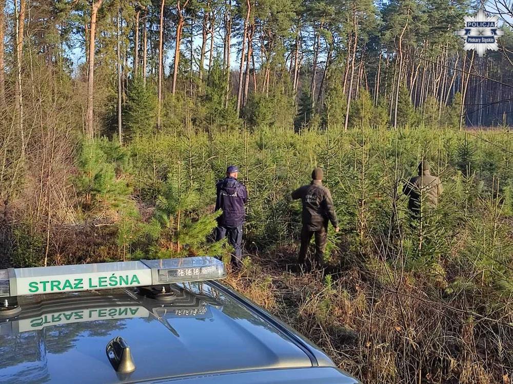 Piekarscy dzielnicowi i strażnicy leśni walczą z nielegalną wycinką choinek