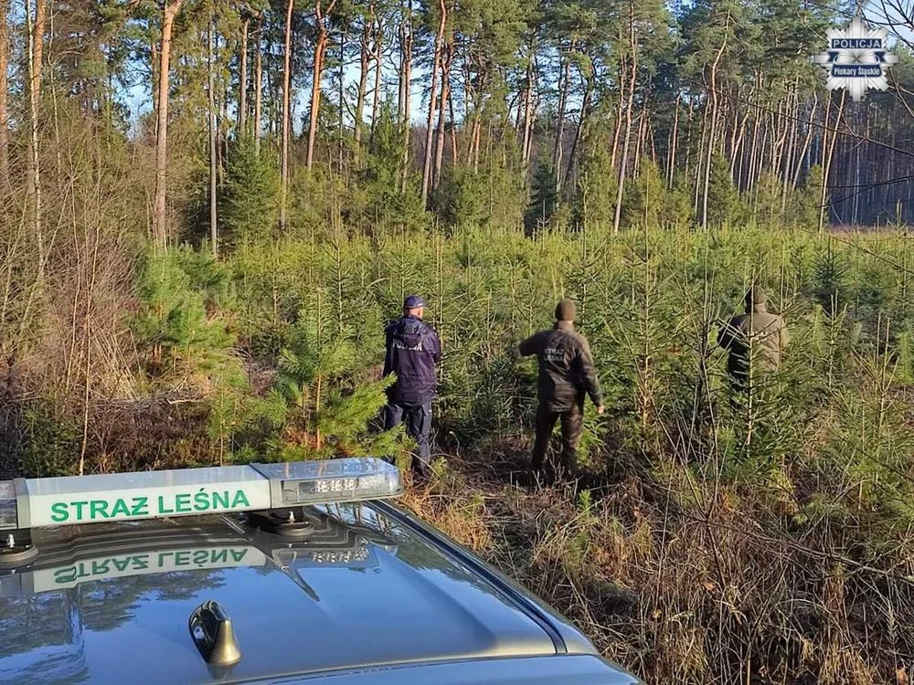 Piekarscy dzielnicowi i strażnicy leśni walczą z nielegalną wycinką choinek