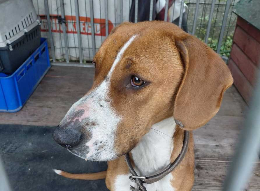 Znęcanie się nad psem w Czerwionce-Leszczynach – szybka reakcja policji