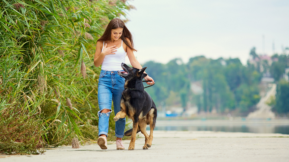 Spacer z psem - zasady bezpieczeństwa i komfortu