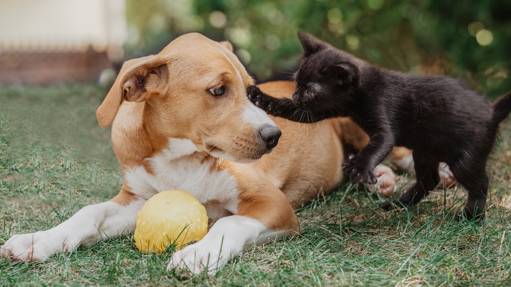 Gry i zabawy stymulujące inteligencję zwierząt