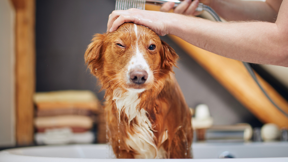 Jak nauczyć psa czystości - skuteczne metody