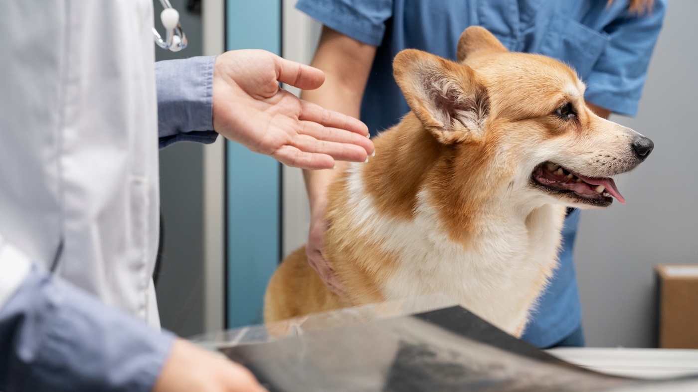 Profilaktyka pasożytów u psów i kotów