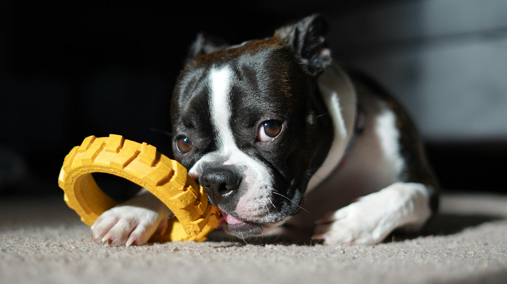 Zabawki dla psa - jak wybrać najlepsze?