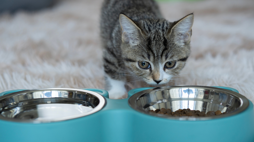 Jak dobrać miskę i poidło dla psa i kota