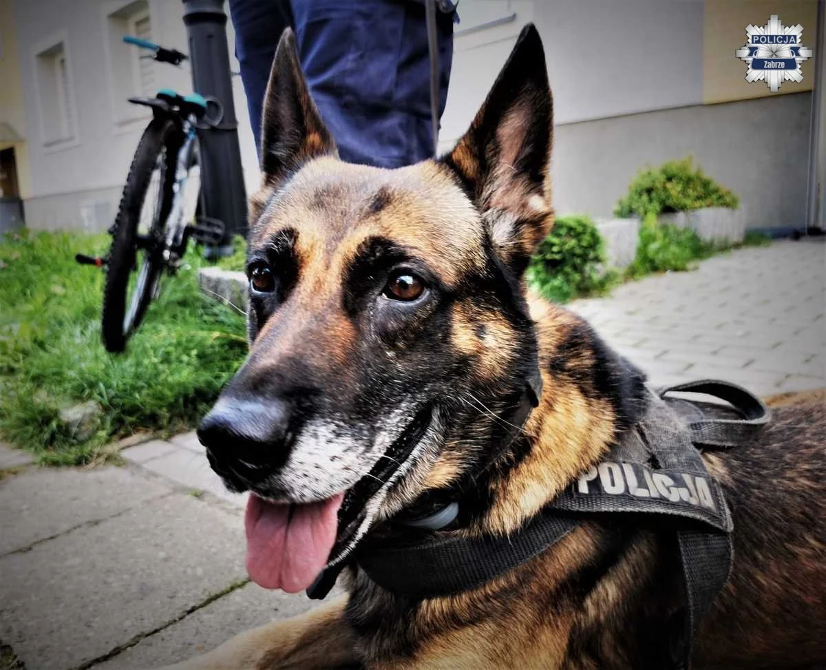 Bary – owczarek niemiecki z zabrzańskiej policji przechodzi na emeryturę