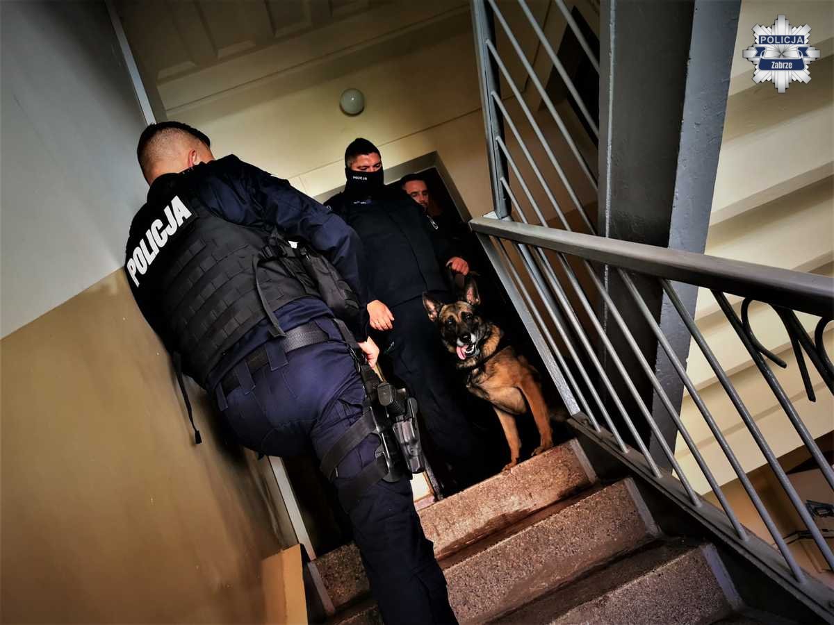 Bary – owczarek niemiecki z zabrzańskiej policji przechodzi na emeryturę