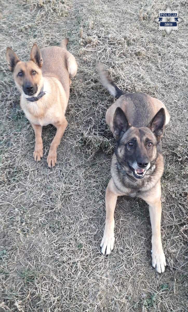 Bary – owczarek niemiecki z zabrzańskiej policji przechodzi na emeryturę
